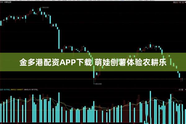 金多港配资APP下载 萌娃刨薯体验农耕乐